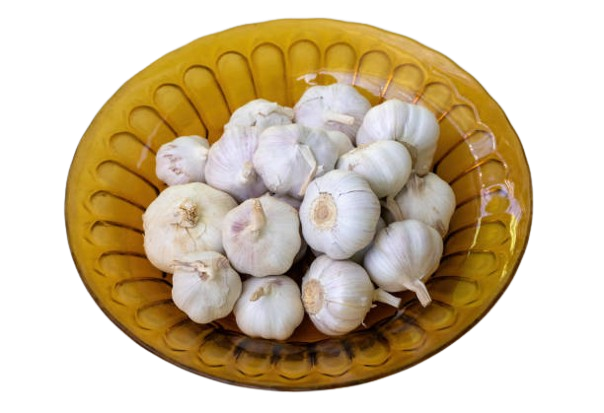 Garlic